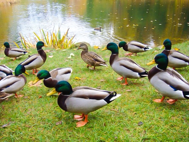 File:GreatPondDucks.jpg