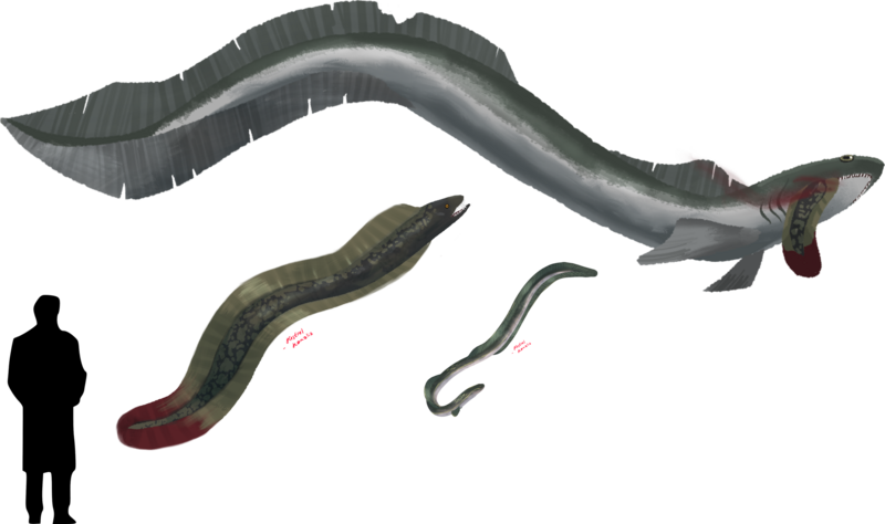 File:Eel comparison.png