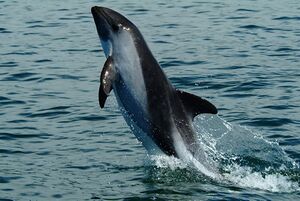 Cephalorhynchus eutropia.jpg