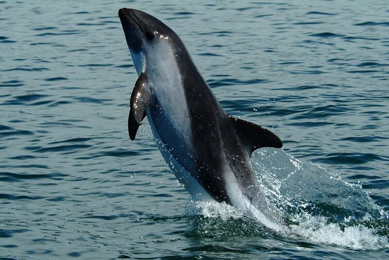File:Cephalorhynchus eutropia.jpg